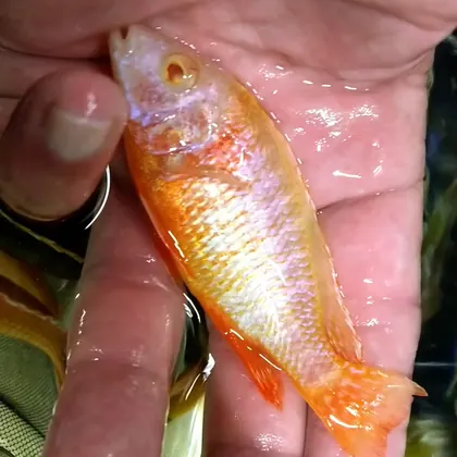 Louisiana Fish Store, business photo 2