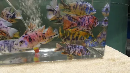 Louisiana Fish Store, business photo 3