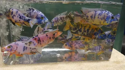 Louisiana Fish Store, business photo 4